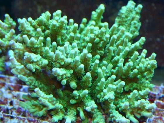 ACROPORA