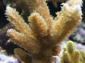 Acropora