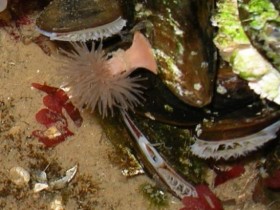 Wellenbrecheranemone auf Miesmuscheln