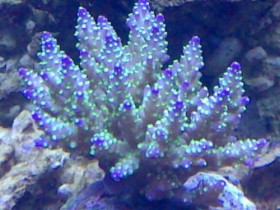 acropora tricolor