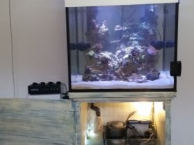 Reef Tank Gesamt