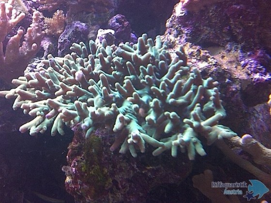 Acropora locani.jpg