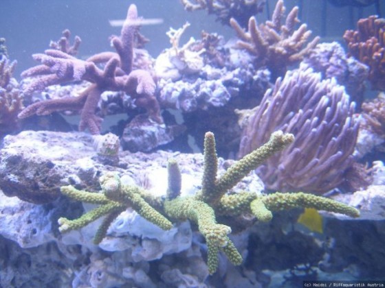 Acropora tumida