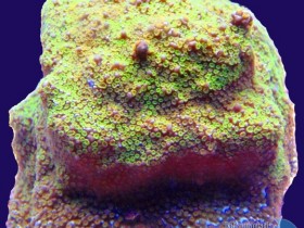 montipora superman rainbow