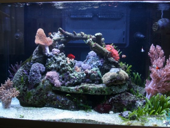 my Tank!