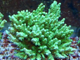 ACROPORA