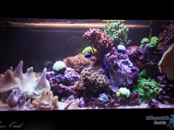 Aquarium-201502281823543686.jpg