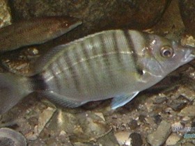 Spitzbrasse Diplodus puntazzo