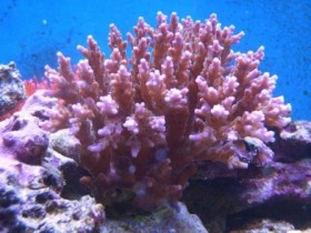 Acropora