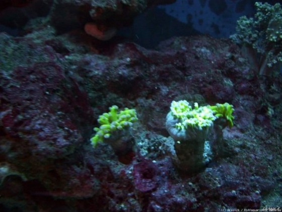 Euphyllia paraancora