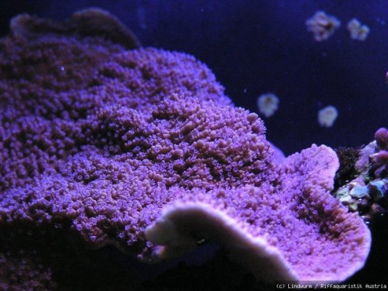 Montipora digata