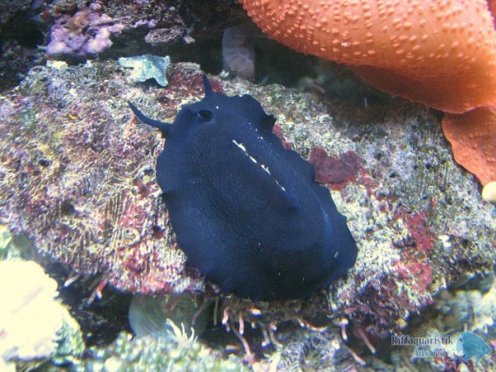 Schwarze Spaltschnecke (Scutus unguis)