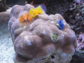 Porites Multicolor