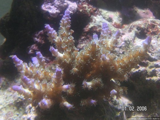 Acropora