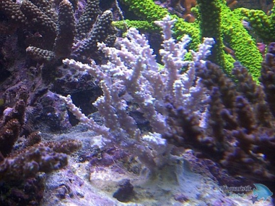 Acropora sp.?