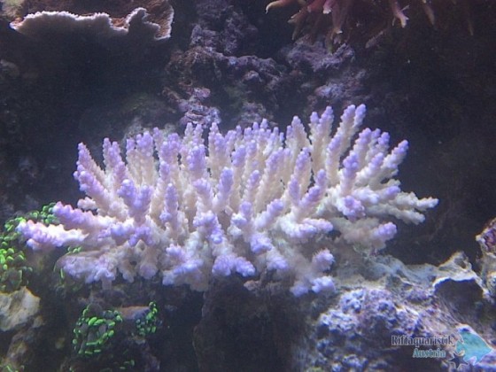 Acropora tenuis ?