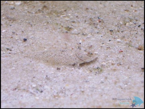 kleine Scholle oder anderer Plattfisch der Nordsee