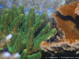 Millepora