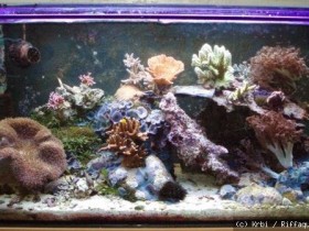 200 l Aquarium ohne Abschäumer