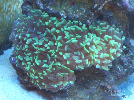 Euphyllia paradivisa