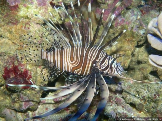 Pterois volitans