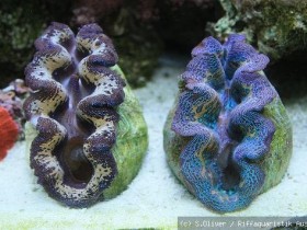 Tridacna crocea Duo