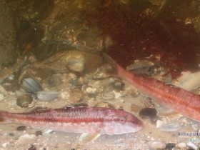 Meerbarben aus der südlichen Nordsee