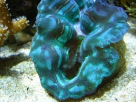 tridacna