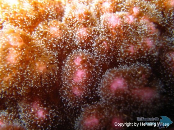 Pocillopora damicornis-Makro.JPG