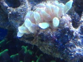 Mini Anemone