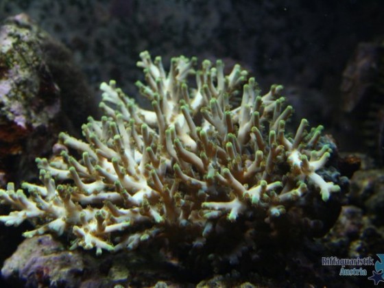 Acropora