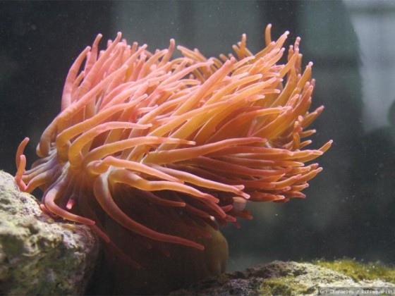 Kupferanemone