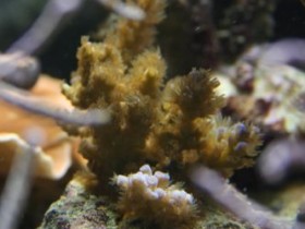 Acropora