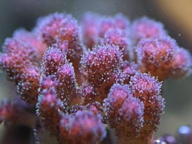 pocillopora