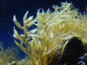 Sargassum