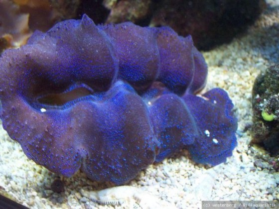 Tridacna crocea