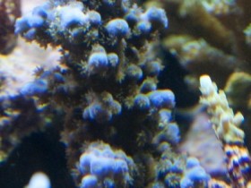 Acropora