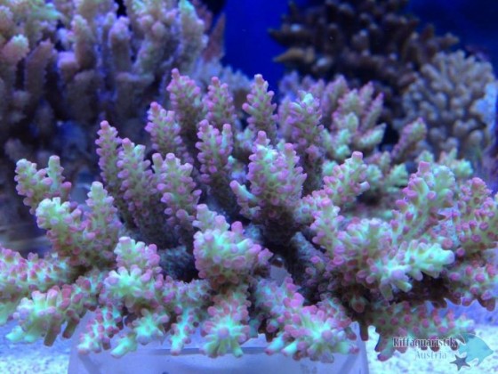 Strawberry shortcake acropora