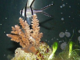 Pterapogon kauderni mit Acropora