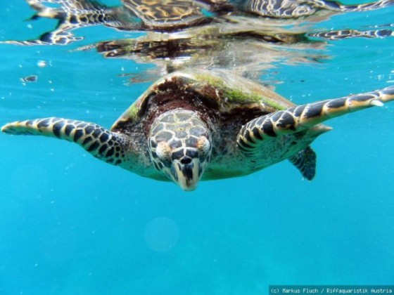 Seychellen