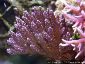 Acropora Violett