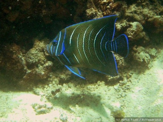 Seychellen