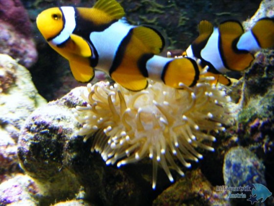 Nemo´s