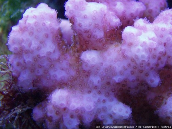 Pocillopora Damicornis